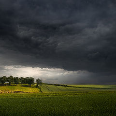 photo "Wild Fields"