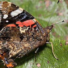 фото "Aдмирал (Vanessa atalanta)"