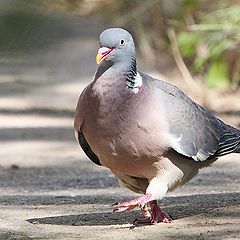 photo "Wood Pigeon"
