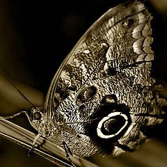 фото "Butterfly resting"