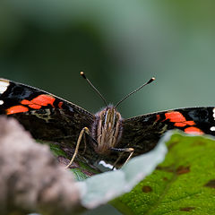 фото "Aдмирал (Vanessa atalanta)"