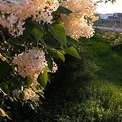 photo "Nostalgia of the artist"