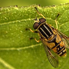 фото "Resting on a leaf"