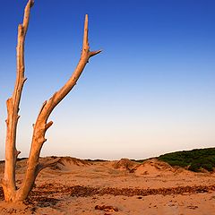 photo "beach tree"