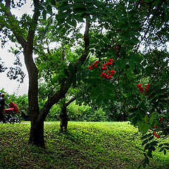 photo "Rowan-tree August"