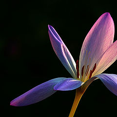 фото "Colchicum autumnale"