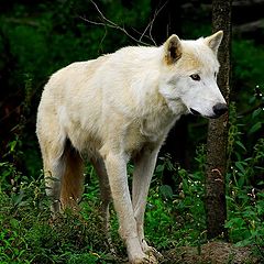 фото "white wolf"