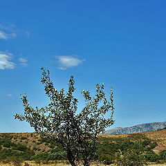 photo "I prickly also live on a stone."