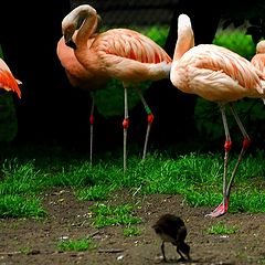 фото "small and large birds"