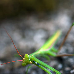 photo "The deadly look"