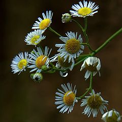 фото "Сентябрьские ромашки"