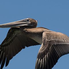 photo "Flying with pelican"