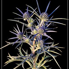 фото "thistle"