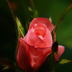 photo "Rose"