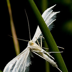 фото "Пальцекрылка (Pterophorus pentadactylus)"