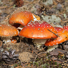 фото "Amanita muscaria"