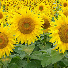 photo "sunflowers"