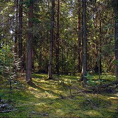 фото "Лесная глухомань"