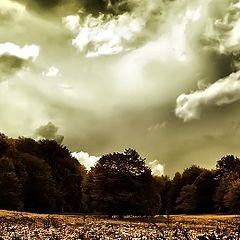 photo "Monday morning"