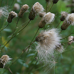 photo "Gone with the Wind sadness..."