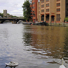 photo "Bristol etude with swans"