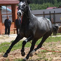 фото "Шухер, милиция!"