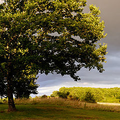 фото "Black Perigord"