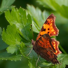 photo "September. The butterfly"