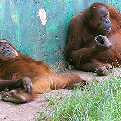 photo "Siesta"