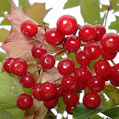 photo "Spirit viburnum"