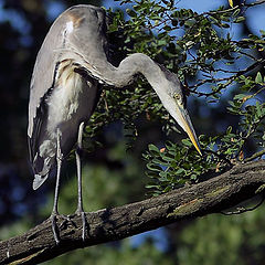 photo "Ardea cinerea"