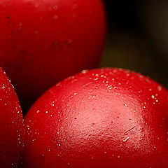 photo "Autumn Berries"