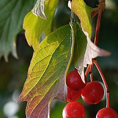photo "Guelder-rose"