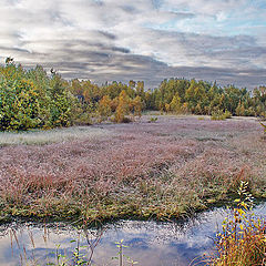 фото "Первые заморозки"