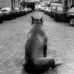 photo "A Dog In Paris"