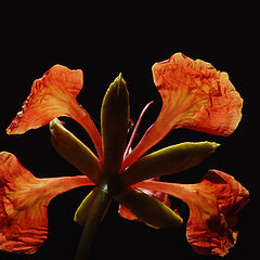 photo "Delonix - Flaming flower."