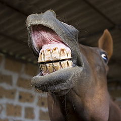 фото "smelling female"