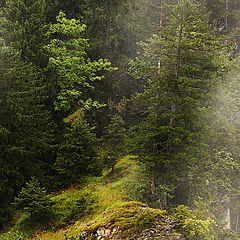 photo "Wood on Rocks"