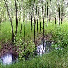 photo "the eyes of the forest"