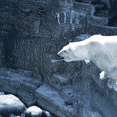 photo "Polar Bears home"