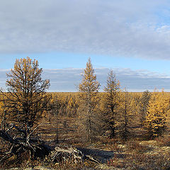 фото "Последние краски осени"