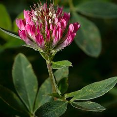 photo "Clover"