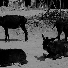 photo "donkeys on rest"
