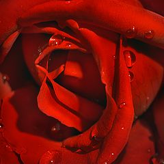 photo "Rose"