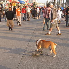 photo "Skateboarder"