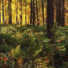 photo "Autumn in the wood"