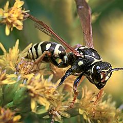 photo "September. Wasp"