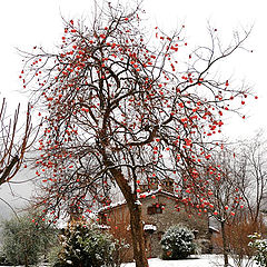 photo "The first snow in Tuscany"