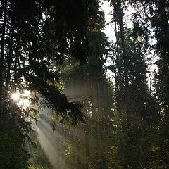 фото "Рассвет в лесу."