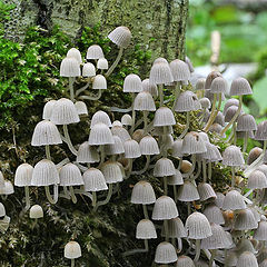 фото "Мицена слизистая (Mycena epipterygia)"